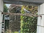 Halsbandparkieten kweekkoppel ( eventueel met 3 jongen ), Dieren en Toebehoren, Vogels | Parkieten en Papegaaien, Meerdere dieren
