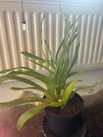 Mooie orchidee, Huis en Inrichting, Ophalen, Halfschaduw, Minder dan 100 cm