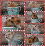 Super leuke goudhamsters, Dieren en Toebehoren, Knaagdieren, Hamster, Mei, Meerdere dieren, Tam
