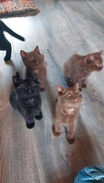 Prachtige cinnamon en zwarte britse korthaar kittens., Dieren en Toebehoren, Katten en Kittens | Raskatten | Korthaar, Kater, Met stamboom