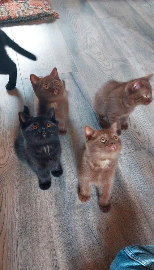 Prachtige cinnamon en zwarte britse korthaar kittens., Dieren en Toebehoren, Katten en Kittens | Raskatten | Korthaar, Kater, Met stamboom
