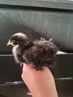 Cochin kriel krulveer kuikens, Geslacht onbekend, Kip