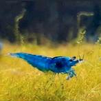 Blue Velvet Garnalen, Kreeft, Krab of Garnaal, Zoetwatervis, Schoolvis