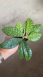Hoya Callistophylla, Ophalen of Verzenden, Overige soorten, Minder dan 100 cm