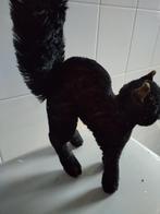 Vintage Steiff Zwarte Kat - Verzamelobject, Ophalen of Verzenden