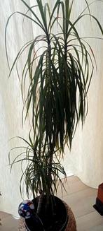 Kamerplanten diffenbachia en dracena, Huis en Inrichting, Ophalen, Ficus, Halfschaduw, Minder dan 100 cm