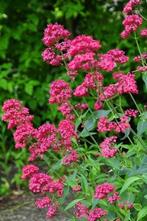 Rode Spoorbloem, Tuin en Terras, Planten | Tuinplanten, Zomer, Overige soorten, Ophalen, Eenjarig