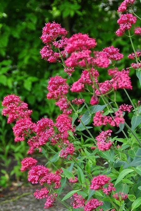 Rode Spoorbloem, Tuin en Terras, Planten | Tuinplanten, Eenjarig, Overige soorten, Volle zon, Zomer, Ophalen