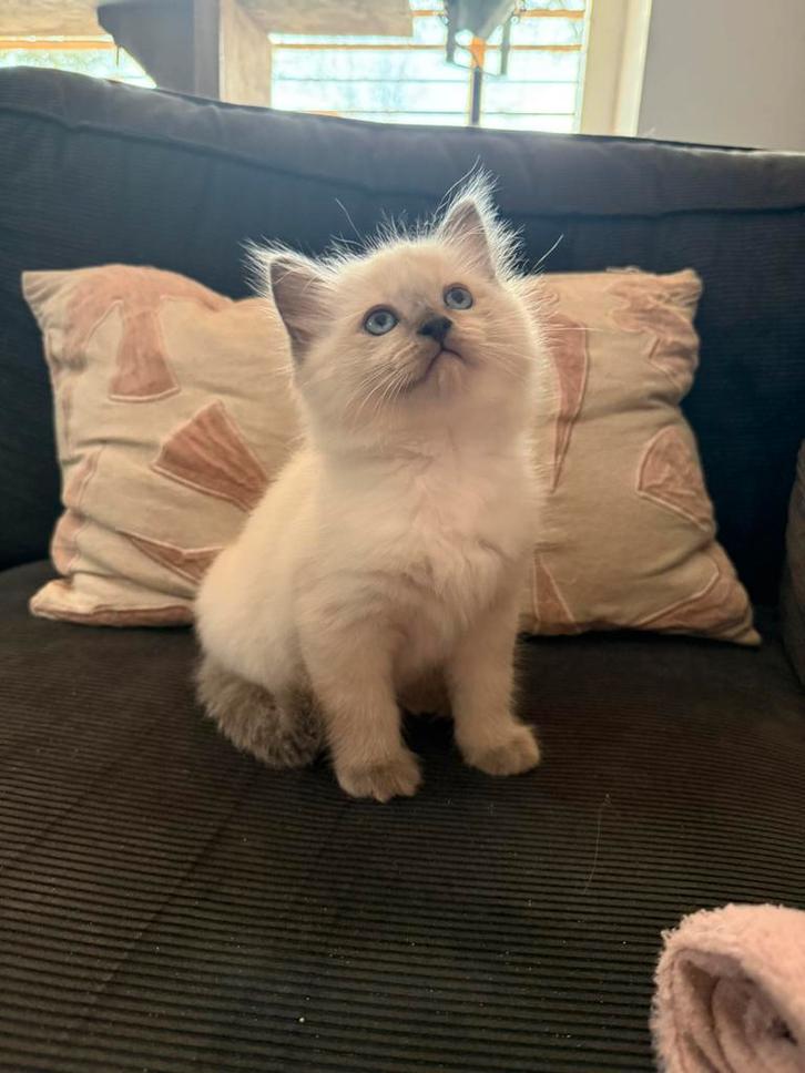 Zeer mooie lieve aanhankelijke Ragdoll kittens, Dieren en Toebehoren, Katten en Kittens | Raskatten | Langhaar, Meerdere dieren