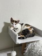 Lieve kat zoekt nieuw thuis, Poes, Kortharig, 0 tot 2 jaar