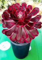 Aeonium Peacock variegata, Vetplant, Ophalen of Verzenden, Minder dan 100 cm, Volle zon