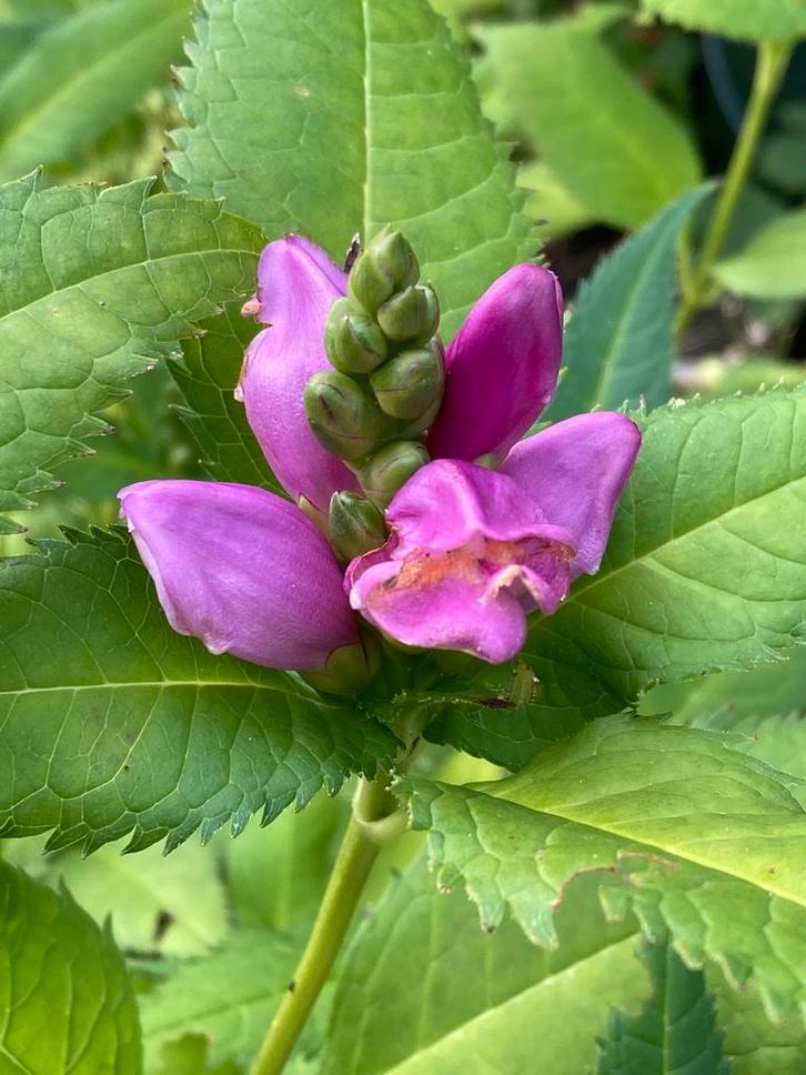 Zaden schildpadbloem, Tuin en Terras, Bloembollen en Zaden, Volle zon, Ophalen of Verzenden