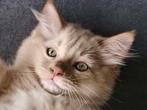 Ragdoll kittens met stamboom, getest, zeldzame kleuren, Dieren en Toebehoren, Katten en Kittens | Raskatten | Langhaar, Meerdere dieren
