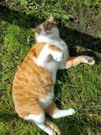 Roodharige Kat, Dieren en Toebehoren, Katten en Kittens | Overige Katten, 0 tot 2 jaar, Kater