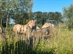 Paddock Paradise, Weidegang, 1 paard of pony