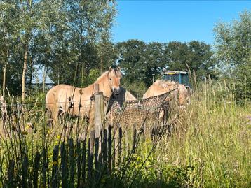 Paddock Paradise beschikbaar voor biedingen