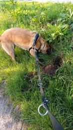 Mechelse herder, Rabiës (hondsdolheid), Teef, Eén hond, 3 tot 5 jaar