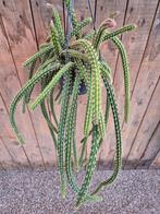 Aporocactus Malisonii p14, Ophalen of Verzenden, Halfschaduw, Minder dan 100 cm