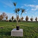 Grote  mooie Palm Nieuw, Ophalen, Nieuw