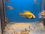 Astatotilapia calliptera Mbenji F1, Dieren en Toebehoren, Vissen | Aquariumvissen, Vis