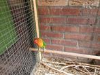 Fischeri Man., Dieren en Toebehoren, Vogels | Parkieten en Papegaaien, Mannelijk, Dwergpapegaai of Agapornis