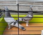 Jonge Iraakse Takla-vogels, Dieren en Toebehoren, Vogels | Duiven