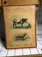 Antieke schoolplaat hoevedieren koe en schaap, Ophalen of Verzenden, Natuur en Biologie