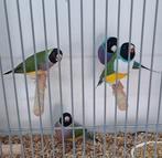 Gouldamadines, Dieren en Toebehoren, Meerdere dieren, Tropenvogel, Geringd