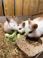 Jonge tamme konijntjes, Dieren en Toebehoren, Meerdere dieren, Dwerg