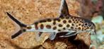 Petricola Synodontis groep 5 stuks, Vis, Zoetwatervis, Schoolvis