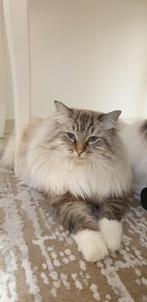 dekkater Ragdoll, Dieren en Toebehoren, Katten en Kittens | Dekkaters