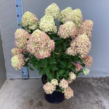 Pluimhortensia, Hydrangea Paniculata Little Lime groen/ wit beschikbaar voor biedingen