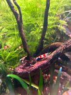 Red Crystal garnalen (kraanwater), Dieren en Toebehoren, Vissen | Aquariumvissen, Kreeft, Krab of Garnaal, Zoetwatervis