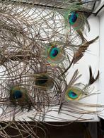 Pauwenveren - Decoratie  (ongeveer 125 cm), Huis en Inrichting, Woonaccessoires | Droogbloemen, Ophalen, Gebruikt