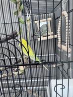 Te koop deze 2 lieve jongen parkieten, Dieren en Toebehoren, Vogels | Overige Vogels, Mannelijk, Tropenvogel, Tam