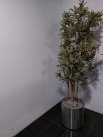 Grote groene plant in verrijdbare bloempot, Ophalen, In pot, Halfschaduw, 100 tot 150 cm