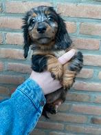 2 mooie teefjes Dwergteckel langhaartjes 8 week oud, Dieren en Toebehoren, Honden | Teckels en Dashonden, CDV (hondenziekte), 8 tot 15 weken