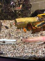 coridoras panda, Dieren en Toebehoren, Vissen | Aquariumvissen, Vis, Zoetwatervis, Schoolvis