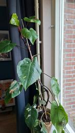 Philodendron White Princess - 120cm, Ophalen, Halfschaduw, Minder dan 100 cm