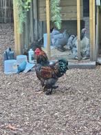 Mooie Brahma haan, Dieren en Toebehoren, Pluimvee, Mannelijk, Kip