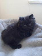 Lief Perzisch poesje met mooi neusje, Dieren en Toebehoren, Katten en Kittens | Raskatten | Langhaar, Poes, Ontwormd, 0 tot 2 jaar