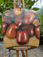 Ziziphus jujuba / Chinese Dadelboom / eetbaar fruit ‼️‼️, Lente, 400 cm of meer, Ophalen, Volle zon