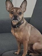 Marley is in Nederland, Dieren en Toebehoren, 6 jaar of ouder, Rabiës (hondsdolheid), Buitenland, Eén hond