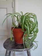 KRULGRASLELIE Chlorophytum comosum BONNIE aardewerk pot, Ophalen, Overige soorten, Minder dan 100 cm