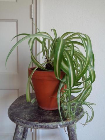 KRULGRASLELIE Chlorophytum comosum BONNIE aardewerk pot beschikbaar voor biedingen
