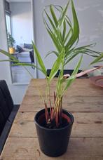 Palm - House plant with pot, Ophalen, Palm, Halfschaduw, In pot