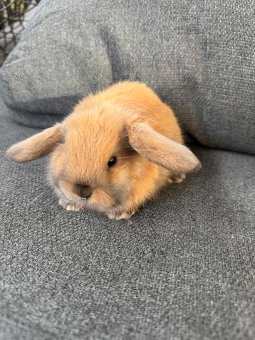 Minilop , dwerghangoor rammetje beschikbaar voor biedingen