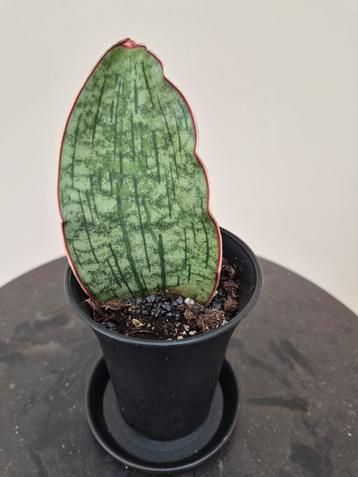 Sansevieria Wale p7  beschikbaar voor biedingen