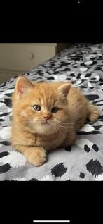 Brits korthaar, Dieren en Toebehoren, Katten en Kittens | Raskatten | Korthaar