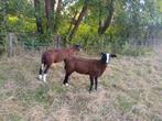 Zwartbles Fokram, Dieren en Toebehoren, Schapen, Geiten en Varkens, Mannelijk, Schaap
